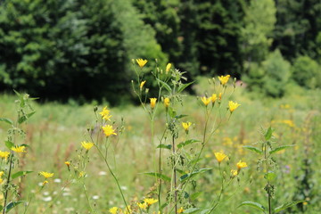 Obraz na płótnie Canvas yellow flowers in the field