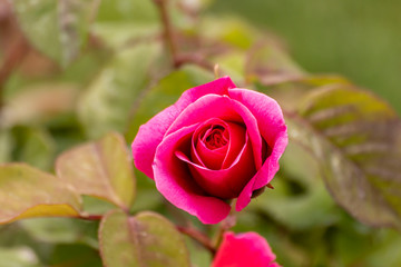 Red rose in the garden