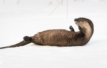 River otter in the wild