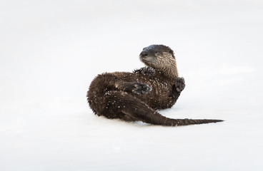 River otter in the wild