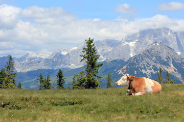 Fototapeta na wymiar cow lying in a meadow in the Alps against the mountains