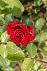 Red rose in the garden