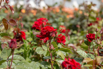 Red rose in the garden