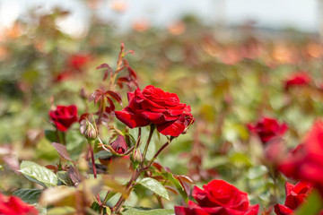 Red rose in the garden