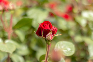 Red rose in the garden