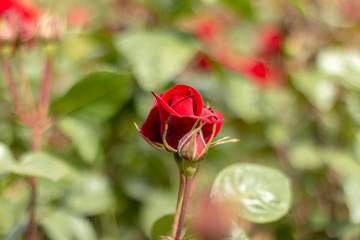Red rose in the garden