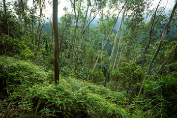 Naklejka na ściany i meble Tropical forest with eucalyptus trees in mountians
