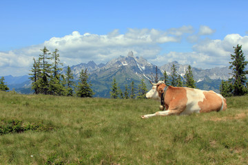 Fototapeta na wymiar cow lying in a meadow in the Alps against the mountains