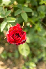 Red rose in the garden