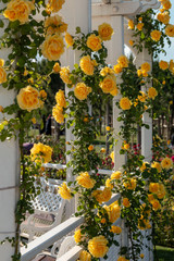 Yellow roses on garden wall