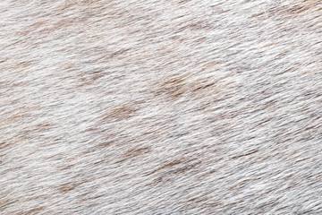 Close-up wool of white spotted horse background. Short thick cover on the body of the animal