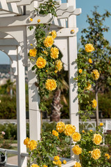 Fototapeta na wymiar Yellow roses on garden wall