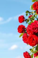 Red rose in the garden