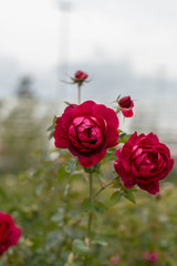 Red rose in the garden