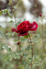 Red rose in the garden