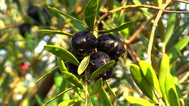 Close up of olive on tree, Shodoshima, Kagawa, Japan