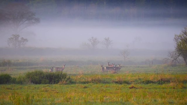 Deer family grazing on grass during foggy weather