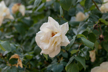 White roses in the garden