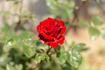 Red rose in the garden