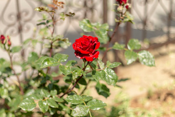 Red rose in the garden