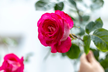 Red rose in the garden