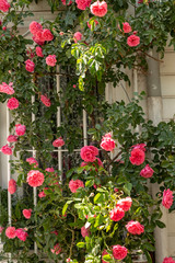 Pink roses in the garden of the house