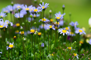 bee in a field of daisy