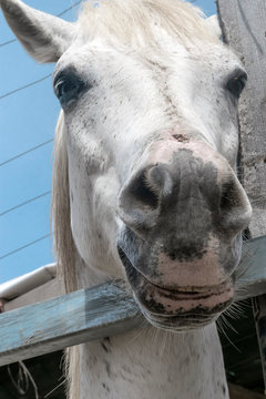 Close-up portrait of a white horse standing in a stall. Muzzle of a horse looking into camera