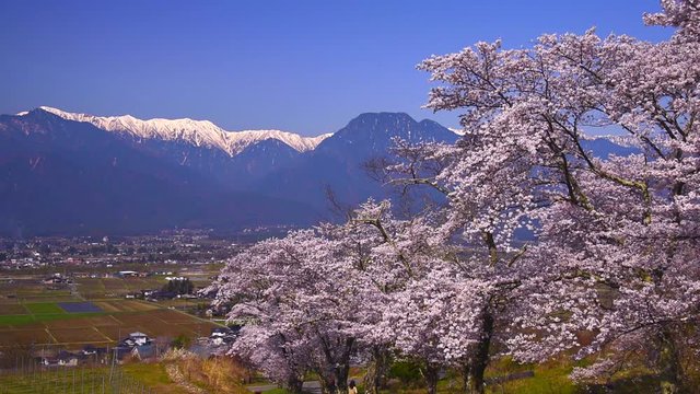 Cherry trees blooming against Northern Alps, Ikeda, Kita Azumi, Nagano