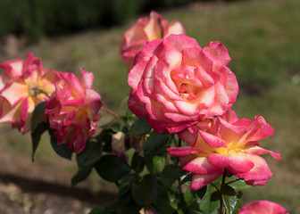 Sunny Pink Rose