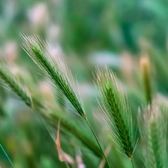 Square frame Close up view of green plants with slim stems topped with thin white spikes
