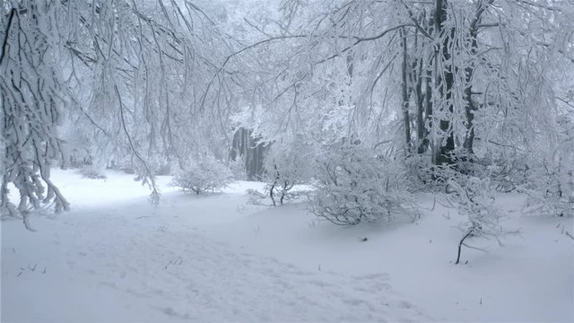 Path through beautiful frozen forest in winter season