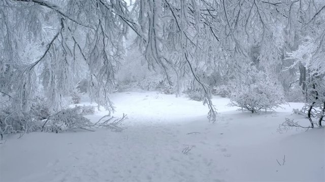 Path in enchanted winter forest passing under frozen tree twigs