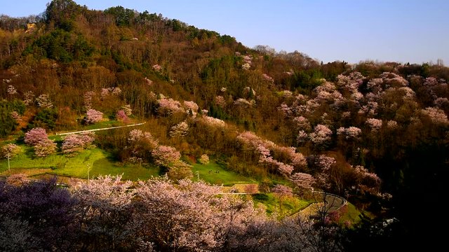 High angle shot of cherry tree farm, Ikeda, Nagano