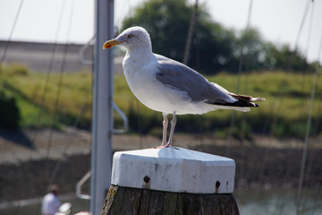 Möwe auf Hafenpoller