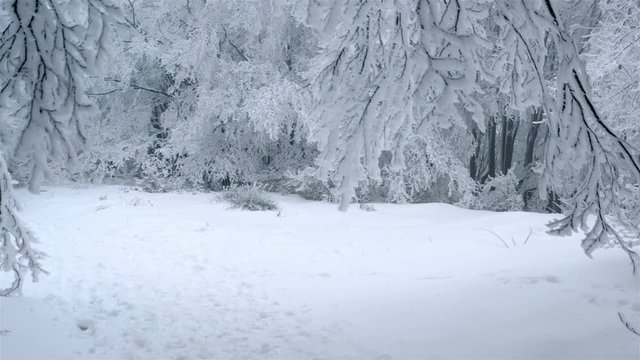 Forest path covered in snow passing under frozen tree branches