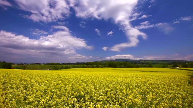 Clouds over rapeseeds blooming in vast field