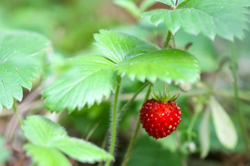 strawberry with green leaves. Green background. 