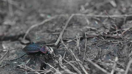 Ground Beetle 0006