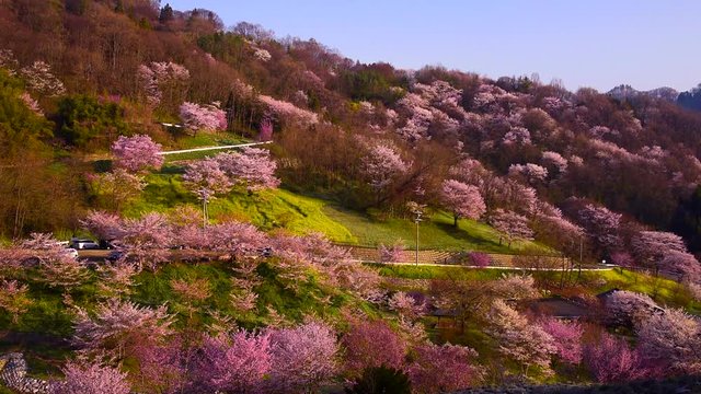 Wide shot of cherry trees growing on hill, Ikeda, Nagano
