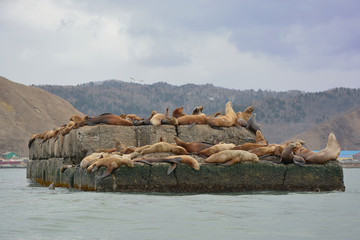 many sea lions on a breakwater