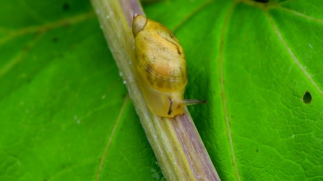 High angle shot of snail crawling on butternut leaf