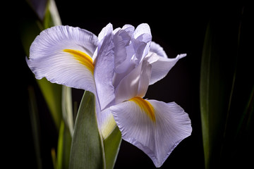Purple Iris Macro