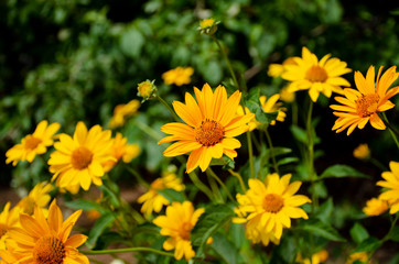 Yellow sunny flowers. Heliopsis