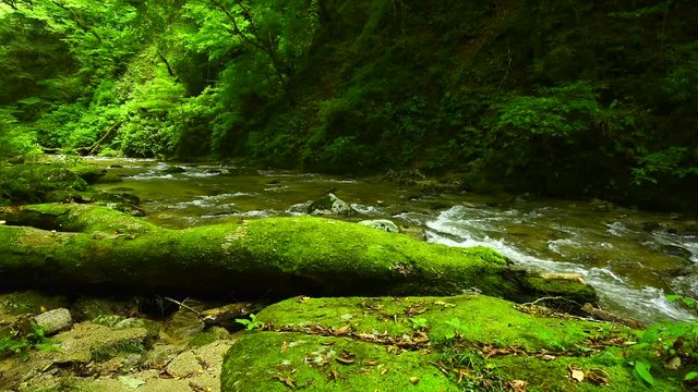 Stream in forest, Iwaki, Fukushima Prefecture, Japan