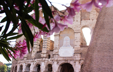 Colosseum on the background of oleander flowers