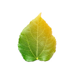 Yellow and orange color gradient over green mulberry leaf on white background