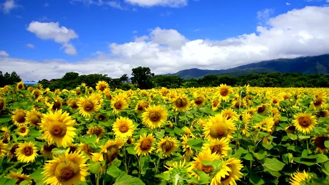 Wide shot of sunflower field on windy day
