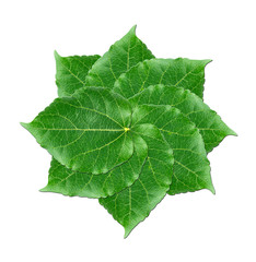 Layers of  green mulberry leaves on white background.