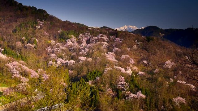 High angle shot of tree farm in spring, Ikeda, Nagano